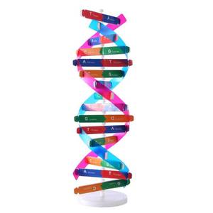 lot 20042 image: HMANE DNA Models Double Helix Model Components Science Educational Teaching Instrument Toy - Retail $9
