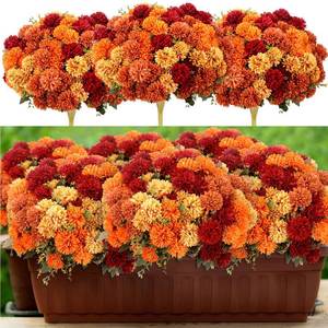 lot 1190 image: 12 Pcs Artificial Fall Flowers Faux Mums Burnt Orange Flowers Assorted Fake Silk Mums Chrysanthemums Bouquet Fall Marigold for Vase Table Floral Arrangement for Wedding Home Outdoor Autumn Decorations - Retail $50