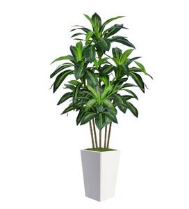 lot 31612 image: 6FT Artificial Dracaena Tree, Fake Tree Indoor with White Tall Planter,Tall Artificial Plants Indoor,Artificial Silk Tree for Home Office Decor,Housewarming Gift (White)