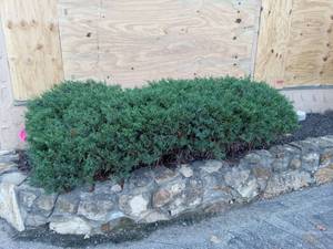 lot 6016 image: Juniper shrubs covering 8x4foot