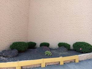 lot 6017 image: Lot of 5 Yew shrubs and 3 Volcanic rocks