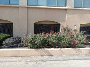 lot 6018 image: Lot of 18 red rose bushes, 4 Yew shrubs and one large Volcanic rock