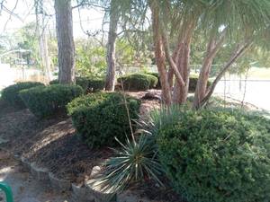 lot 6020 image: Lot of 10 Yew shrubs, 2 Volcanic rocks, 3 twisted leaf Ycca plants, 3 pink rose bushes, and some monkey grass