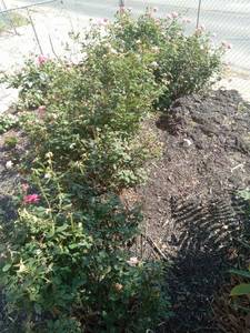 lot 6022 image: Lot of 5 Yew shrubs, 4 large Volcanic rocks, 5 pink rose bushes