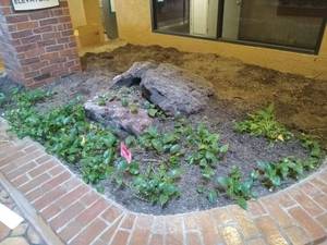 lot 6122 image: English Ivy Ground Cover with Volcanic Rocks
