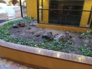 lot 6123 image: Mixed Garden Plant Collection with 4 Large Volcanic Rocks, Dracaena Plants, Ivy  - Retail $150