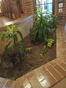 lot 6125 image: Indoor Tropical Plant Garden with Dracaena Mass Cane Plants