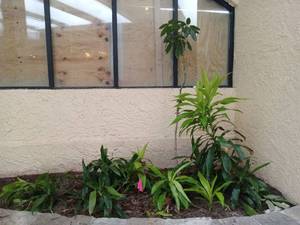 lot 6126 image: Tropical Garden Border with Dracaena and Bamboo Plants White Bird of Paradise Strelitzia Nicolai  - Retail $75