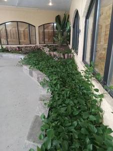 lot 6127 image: Indoor Garden Plot with Bird of Paradise and Ground Cover  - Retail $250