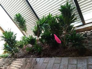 lot 6129 image: Large Mature Dracaena Janet Craig Plant  - Retail $75