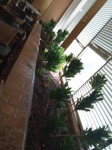 lot 6130 image: Dracaena Janet Craig Plants with Mulch Border