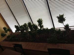 lot 6131 image: Indoor Dracaena Janet Craig Plants Collection
