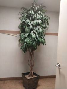 lot 9541 image: Artificial Mango Tree with Decorative Planter  - Retail $129