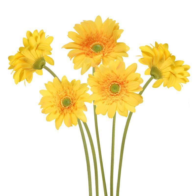 lot 28689 image: ICBOX Yellow Gerbera Daisy Artificial Flowers Real Touch Latex Silk Daisy Flowers 5PCS, 26.7 Long Stem Artificial Flowers for Summer Centerpieces, Home Decor Indoor, or Fake Wildflower Displays