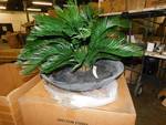 lot 2420 image: New Growth Designs Potted Plant