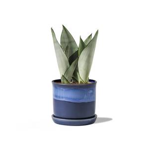 lot 5648 image: Chubacoo 5.8 Inch Plant Pot Ceramic Planter with Drainage Hole and Saucer - Gradient Blue Flowerpot for Indoor and Outdoor Plants with Separate Tray - Retail $27