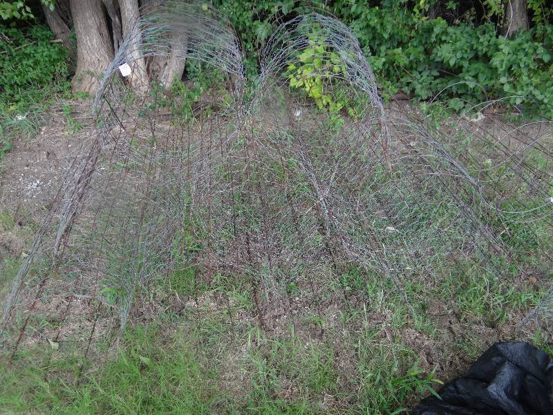 lot 13621 image: 10 Tomato cages.
