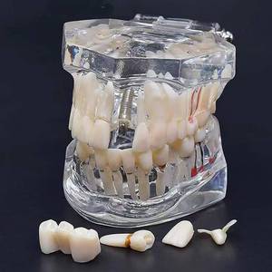 lot 9115 image: Dentistry Practice Teeth