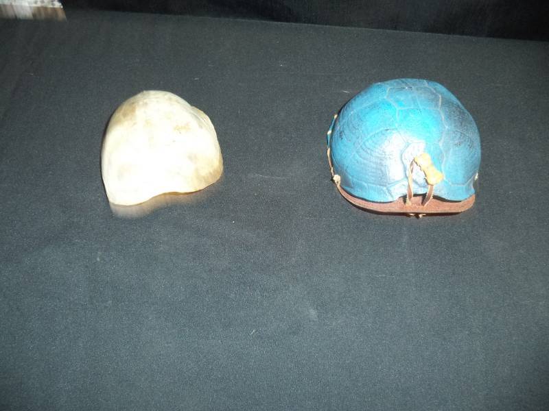 lot 2673 image: 2 Turtle Shells