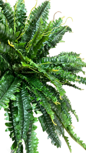 lot 15423 image: Artificial Premium Boston Fern Plant 2pk - Retail $25