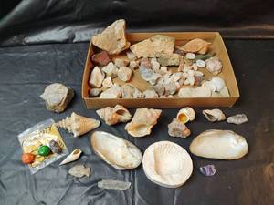 lot 420 image: Mixed Shell and Rock Collection