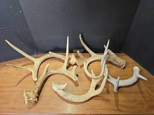 lot 1584 image: Natural Whitetail Deer Antlers