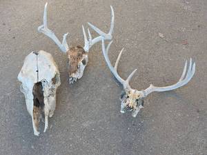 lot 2057 image: Cow and Deer Skull Collection