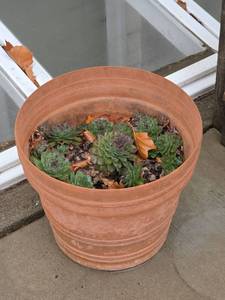 lot 584 image: Large Plastic Planter with Sempervivum Plants