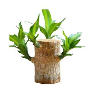 lot 4200 image: SUNILLUMA Brazilian Wood Plant, Brazilian Lucky Wood Potted Plant for Restaurant Decoration