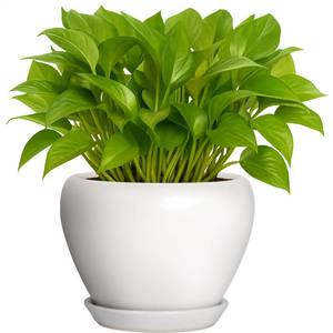 lot 17134 image: Deep Dream 6 Inch Plant Pot - Ceramic Planter with Drainage Hole and Trays, Modern Round Flower Pot, Planters for Indoor Outdoor Plants, Home Garden Decor, White - Retail $87