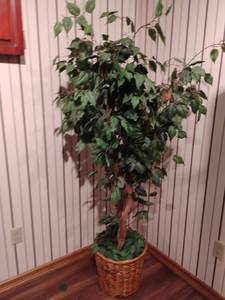 lot 968 image: Artificial Ficus Tree with LED Lights.  66 inches tall. Located DOWNSTAIRS