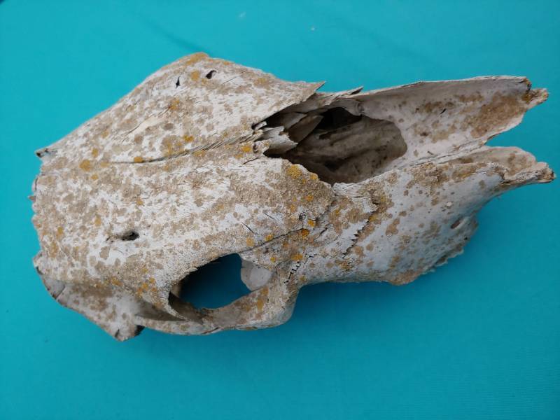 lot 5041 image: Weathered Cow Skull