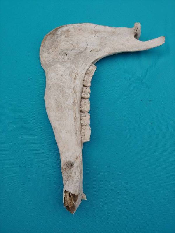 lot 5046 image: Jawbone