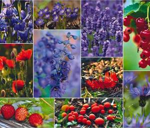 lot 2029 image: 1000 Piece Puzzle for Adults Collage of Wildflowers, Berries & Mushrooms, Gift-Ready Box, Letters on Back, 8 Jigsaw Puzzle Saver Sheets & Full-Size Poster by GERJATO Ideal Gift for Loved Ones