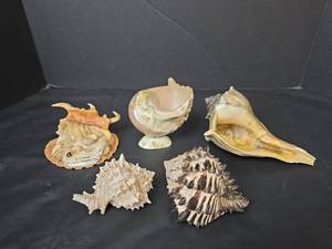 lot 219 image: Seashells