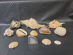 lot 696 image: Natural Shell and Geode Collection