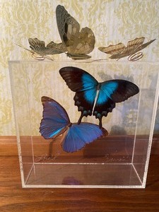 lot 223 image: Butterfly Display From Hawaii and Small Metal Decor
