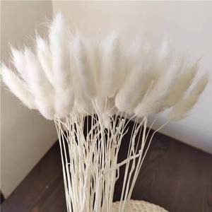 lot 15685 image: 500 Stems 17 Inch Rabbit Tails Dried Grass, Bunny Tail Lagurus Ovatus Bunch for Boho Flower Arrangement, Home, Kitchen and Wedding Decor (500 PCS White)