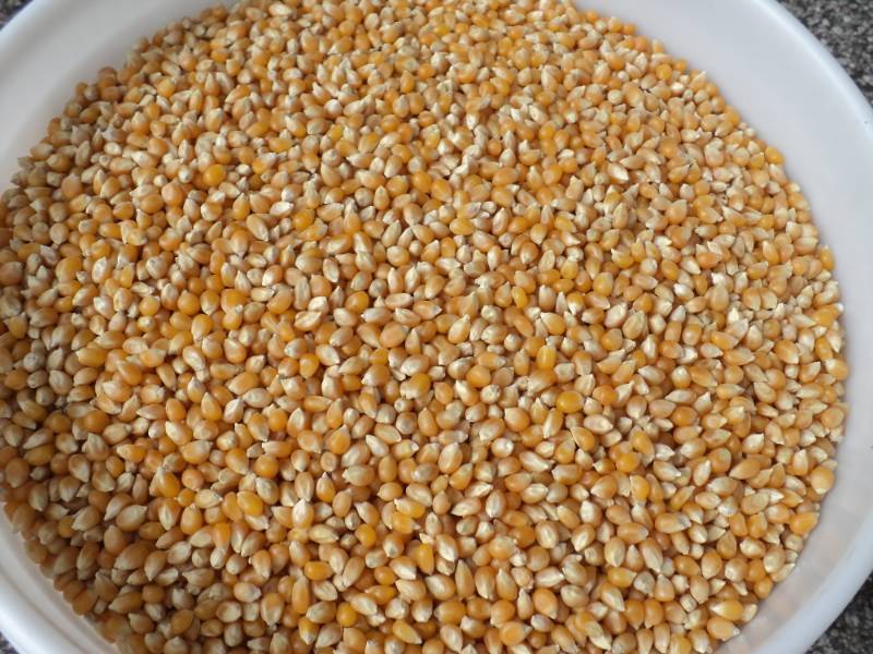 lot 2712 image: 25 lbs popcorn in 5 gallon bucket