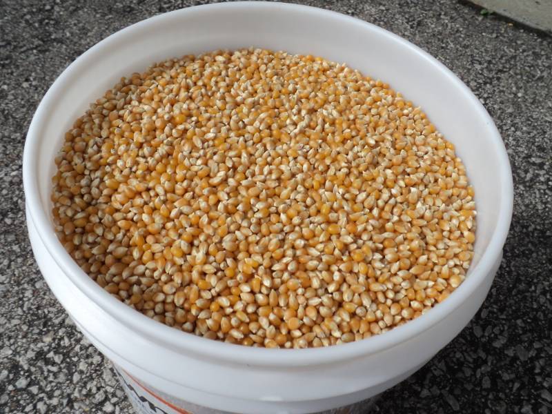 lot 2713 image: 25 lbs popcorn in 5 gallon bucket