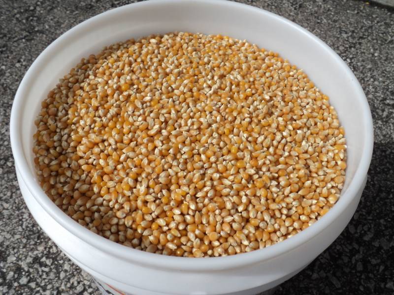 lot 2714 image: 25 lbs popcorn in 5 gallon bucket