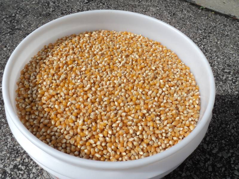 lot 2715 image: 25 lbs popcorn in 5 gallon bucket