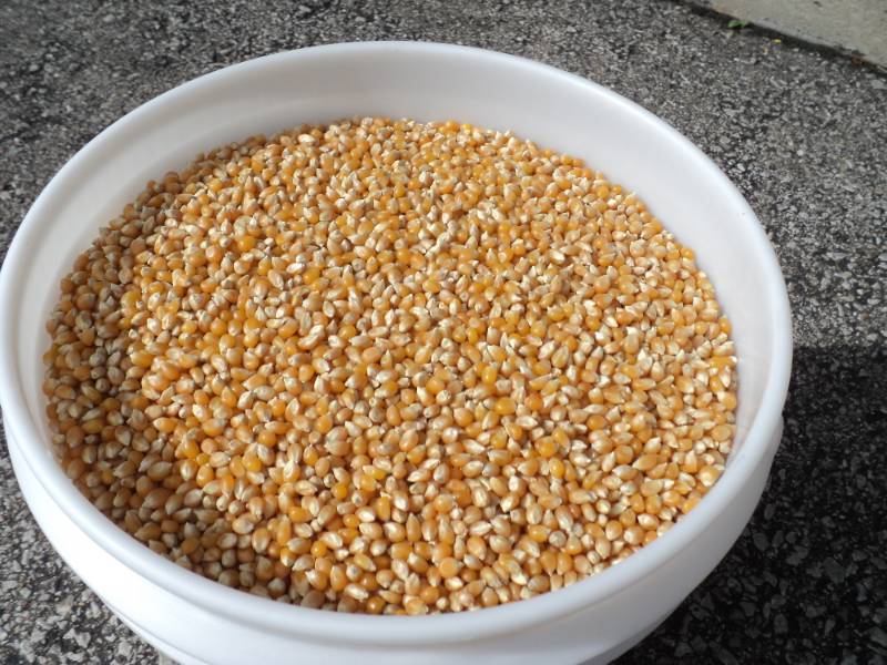 lot 2716 image: 25 lbs popcorn in 5 gallon bucket