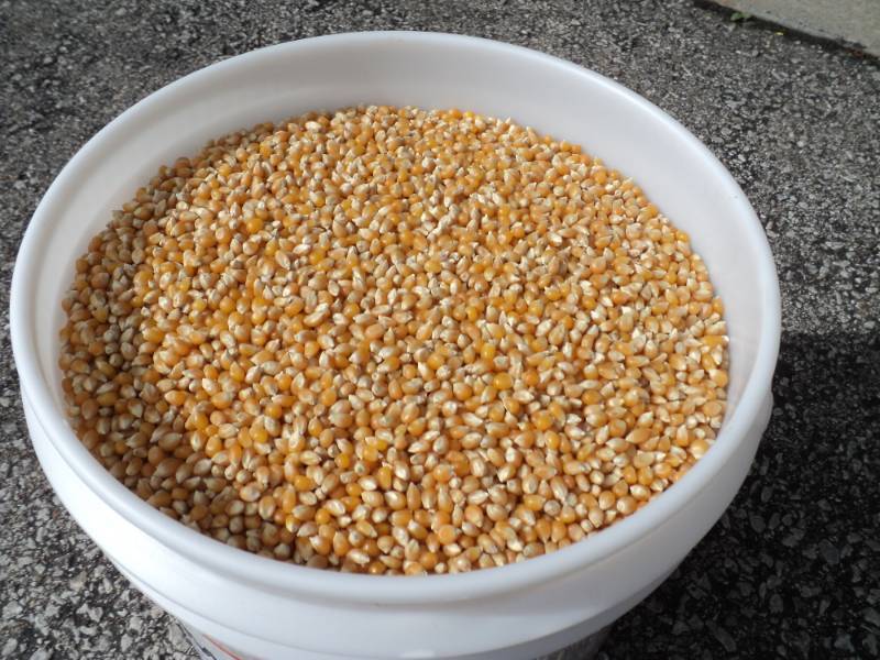 lot 2717 image: 25 lbs popcorn in 5 gallon bucket