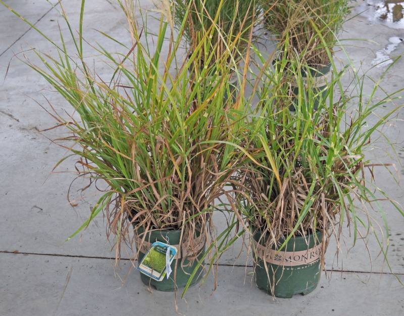 lot 5213 image: 2 (qty.) Porcupine Grass  - Premium Landscaping Plant by Monrovia