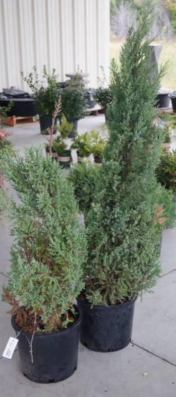 lot 5214 image: 2 (qty.) Blue Point Juniper  - Premium Landscaping Plant by Monrovia
