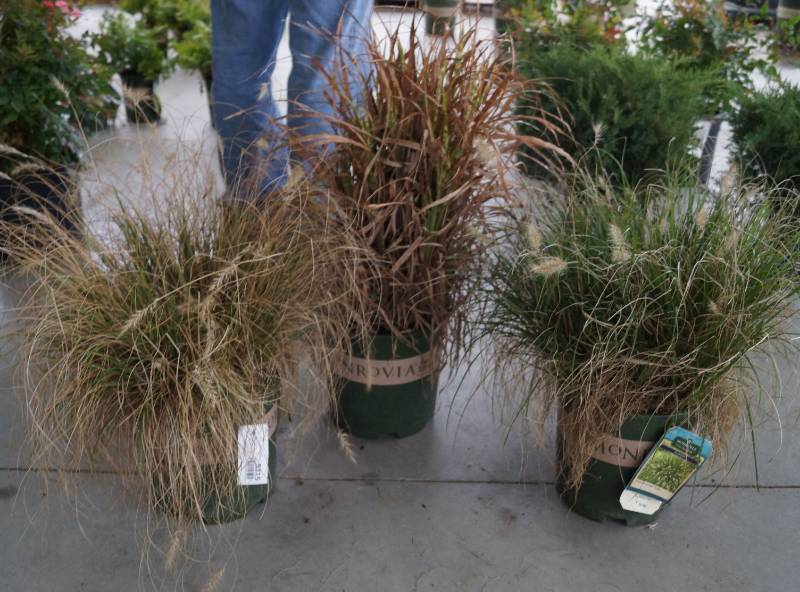 lot 5215 image: 2 (qty.) Dwarf Fountain Grass & 1  (qty.) Gold Bar Maiden Grass  - Premium Landscaping Plant by Monrovia
