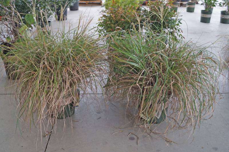 lot 5216 image: 2 (qty.) Adagio Maiden Grass  - Premium Landscaping Plant by Monrovia