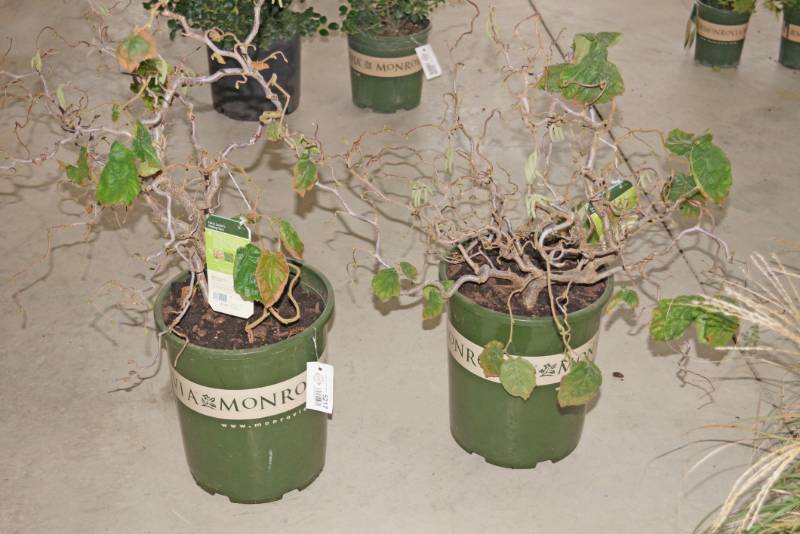 lot 5217 image: 2 (qty.) Harry Lauders Walking Stick  - Premium Landscaping Plant by Monrovia
