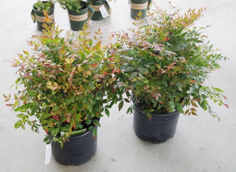 lot 5218 image: 2 (qty.) Sunray Nandina  - Premium Landscaping Plant by Monrovia